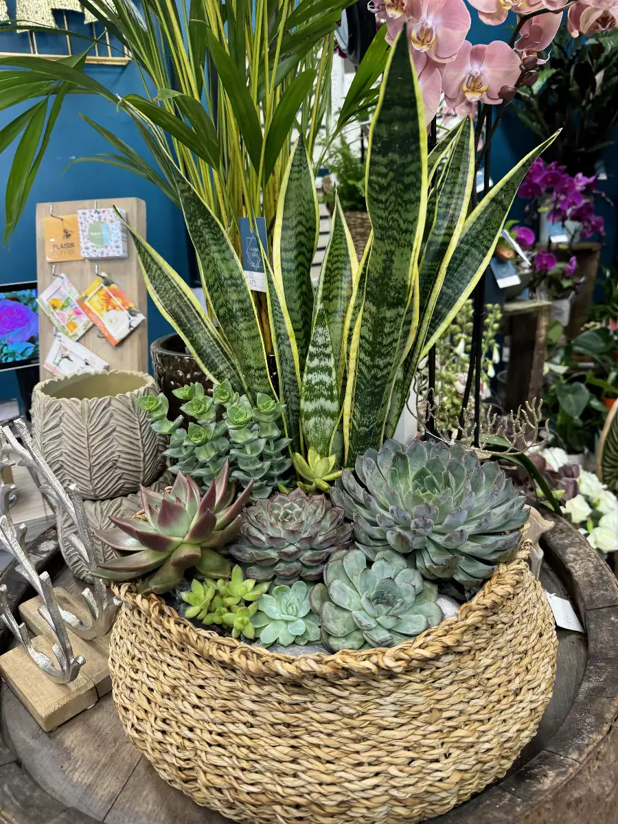Plante grasse à partir de