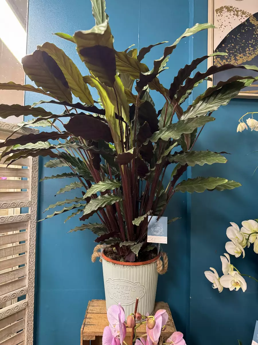 Plante verte d’intérieur